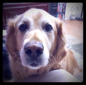 Meet your Posher, Sheila